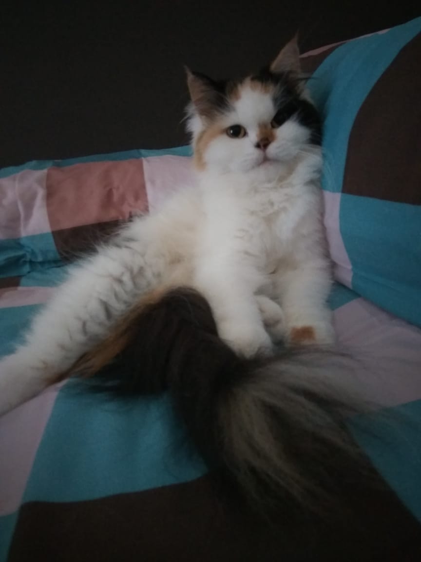 IMG-20200105-WA0009[299]